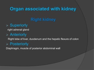 Organ associated with kidney
Right kidney
 Superiorly
right adrenal gland
 Anteriorly
Right lobe of liver, duodenum and the hepatic flexure of colon
 Posteriorly
Diaphragm, muscle of posterior abdominal wall
 