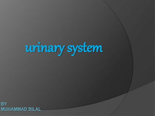 urinary system
 