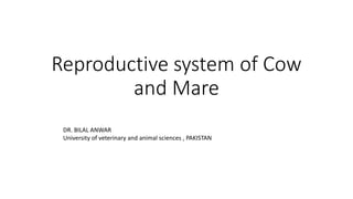 Reproductive system of Cow
and Mare
DR. BILAL ANWAR
University of veterinary and animal sciences , PAKISTAN
 