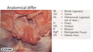 Anatomical differ
 