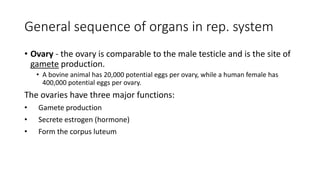 General sequence of organs in rep. system
• Ovary - the ovary is comparable to the male testicle and is the site of
gamete production.
• A bovine animal has 20,000 potential eggs per ovary, while a human female has
400,000 potential eggs per ovary.
The ovaries have three major functions:
• Gamete production
• Secrete estrogen (hormone)
• Form the corpus luteum
 