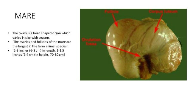Cattle and Mare reproductive system differences