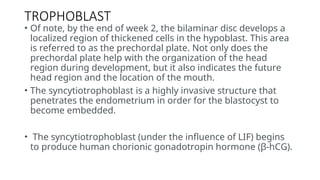 Comprehensive Overview of Bilaminar Disc Formation and Implantation ...