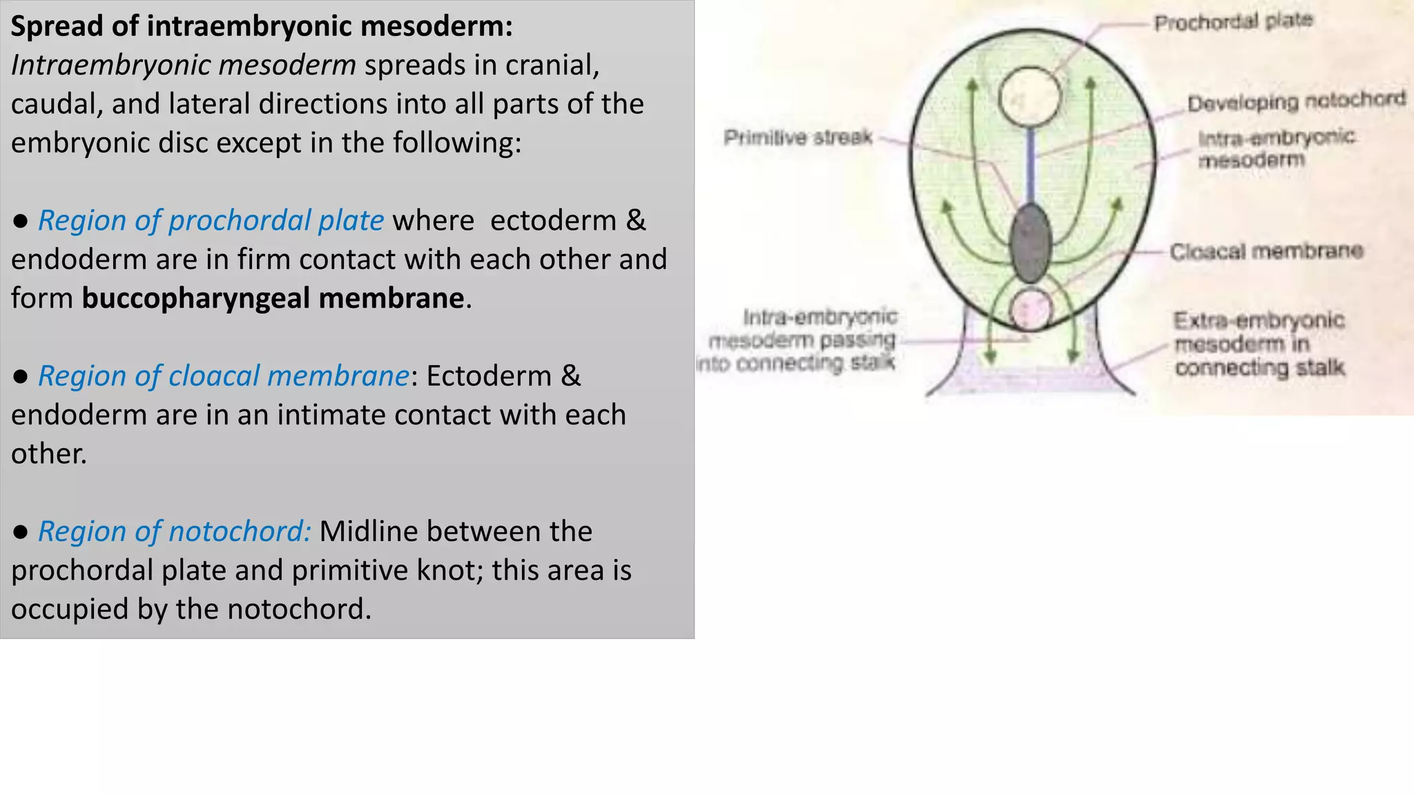 Bilaminar & trilaminar embryonic germ disc | PPTX