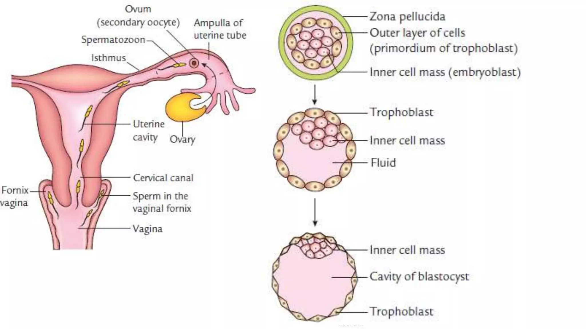 Bilaminar & trilaminar embryonic germ disc | PPTX