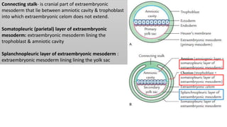 Bilaminar & trilaminar embryonic germ disc | PPTX