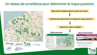 2
Un réseau de surveillance pour déterminer le risque pucerons
Observations hebdomadaires à partir du 15 avril
Synthèse de...