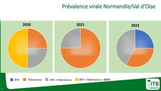 11
Prévalence virale Normandie/Val d’Oise
2022
2021
2020
BYV Polerovirus BYV + Polerovirus BYV + Polerovirus + BtMV
 