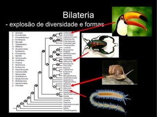 Bilateria
- explosão de diversidade e formas
 