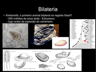 Bilateria
- Kimberella, o primeiro animal bilateral no registro fóssil?
- 555 milhões de anos atrás - Edicariano
- logo antes da explosão do cambriano
 