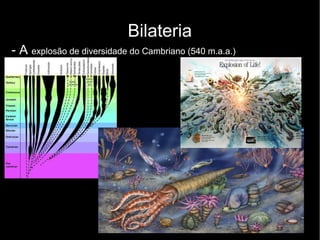 Bilateria
- A explosão de diversidade do Cambriano (540 m.a.a.)
 