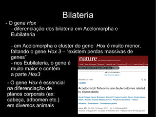 Bilateria
- O gene Hox
- diferenciação dos bilateria em Acelomorpha e
Eubilateria
- em Acelomorpha o cluster do gene Hox é muito menor,
faltando o gene Hox 3 – “existem perdas massivas de
genes”
- nos Eubilateria, o gene é
muito maior e contém
a parte Hox3
- O gene Hox é essencial
na diferenciação de
planos corporais (ex:
cabeça, adbomen etc.)
em diversos animais
 