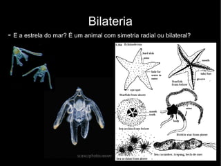 Bilateria
- E a estrela do mar? É um animal com simetria radial ou bilateral?
 