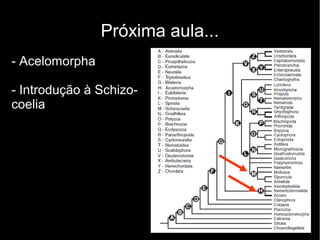Próxima aula...
- Acelomorpha
- Introdução à Schizo-
coelia
 
