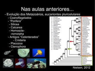 Nas aulas anteriores...
- Evolução dos Metazoários, eucariontes pluricelulares
- Coanoflagelados
- “Porifera”
- Silicea
- Calcarea
- Homoscle-
-romorpha
- Antigos “Celenterados”
- Cnidaria
- Placozoa
- Ctenophora
Nielsen, 2012
 