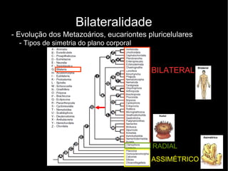 Bilateralidade
- Evolução dos Metazoários, eucariontes pluricelulares
- Tipos de simetria do plano corporal
RADIAL
BILATERAL
ASSIMÉTRICO
 