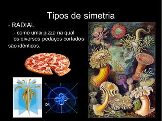 Tipos de simetria
- RADIAL
- como uma pizza na qual
os diversos pedaços cortados
são idênticos.
 