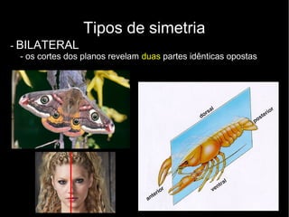 Tipos de simetria
- BILATERAL
- os cortes dos planos revelam duas partes idênticas opostas
 