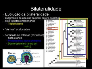 Bilateralidade
- Evolução da bilateralidade
- Surgimento de um eixo corporal antero-posterior
- Três folhetos embrionários
- Triploblastica
- “Vermes” acelomados
- Formação de celomas (cavidades)
- boca e ânus
- Protostomios (boca primeiro)
- Deuterostomios (anus pri-
meiro)
 