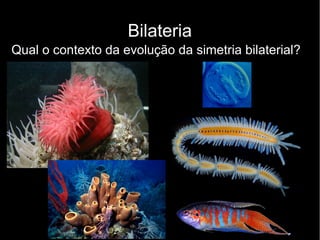 Bilateria
Qual o contexto da evolução da simetria bilaterial?
 