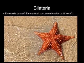 Bilateria
- E a estrela do mar? É um animal com simetria radial ou bilateral?
 