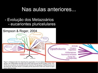 Nas aulas anteriores...
- Evolução dos Metazoários
- eucariontes pluricelulares
Simpson & Roger, 2004
 