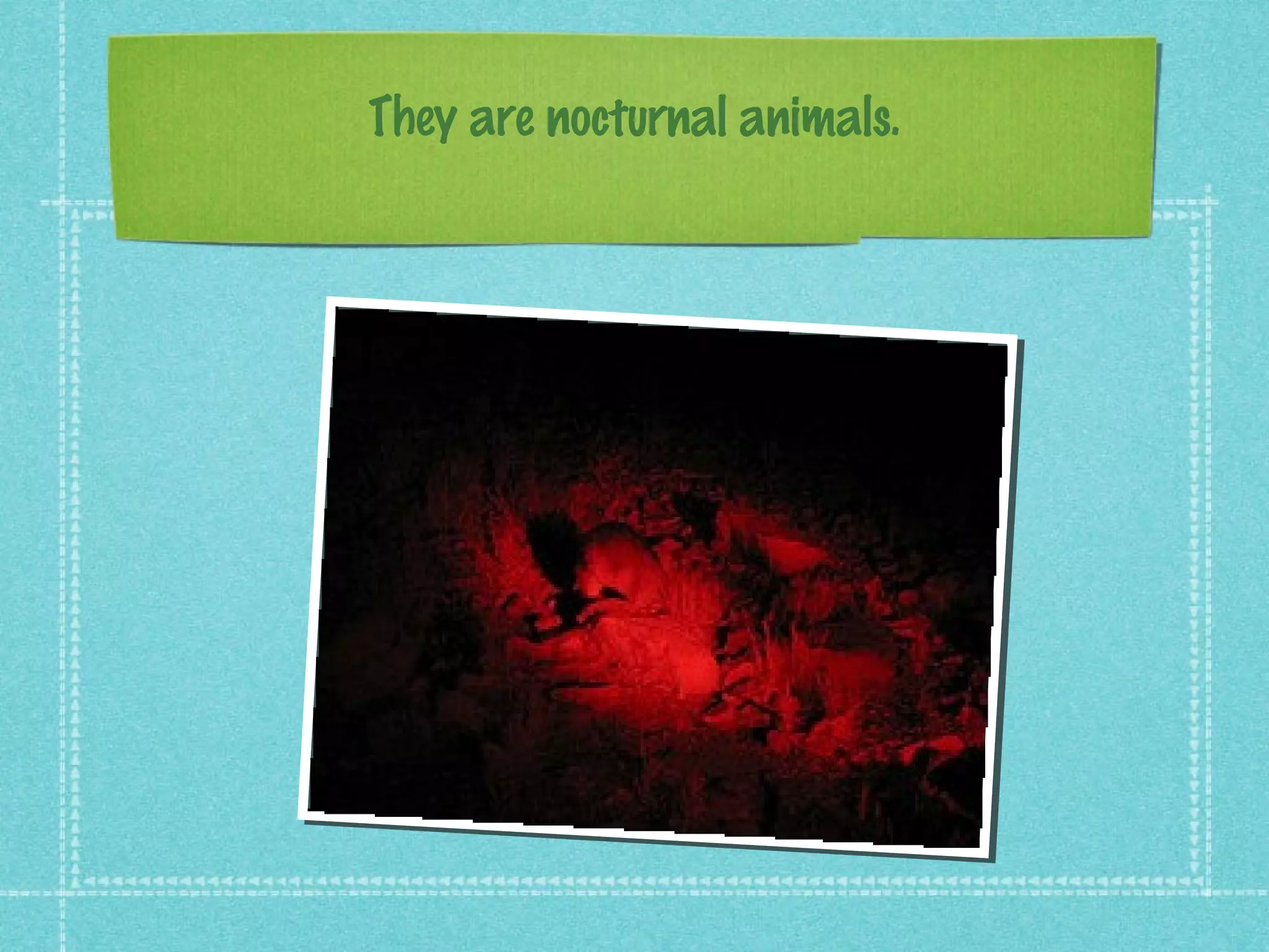 They are nocturnal animals.
 