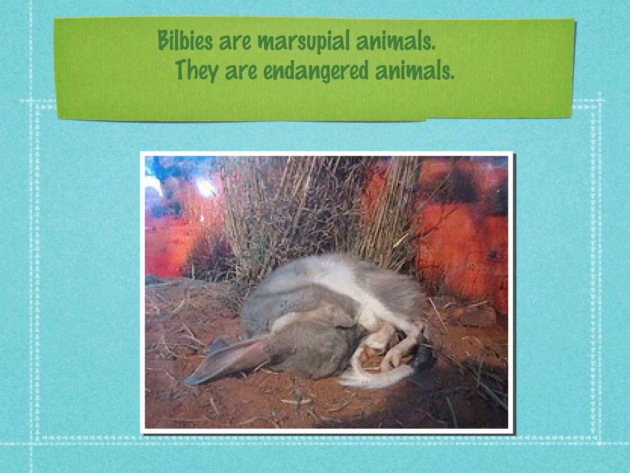 Bilbies are marsupial animals.
They are endangered animals.
For
 