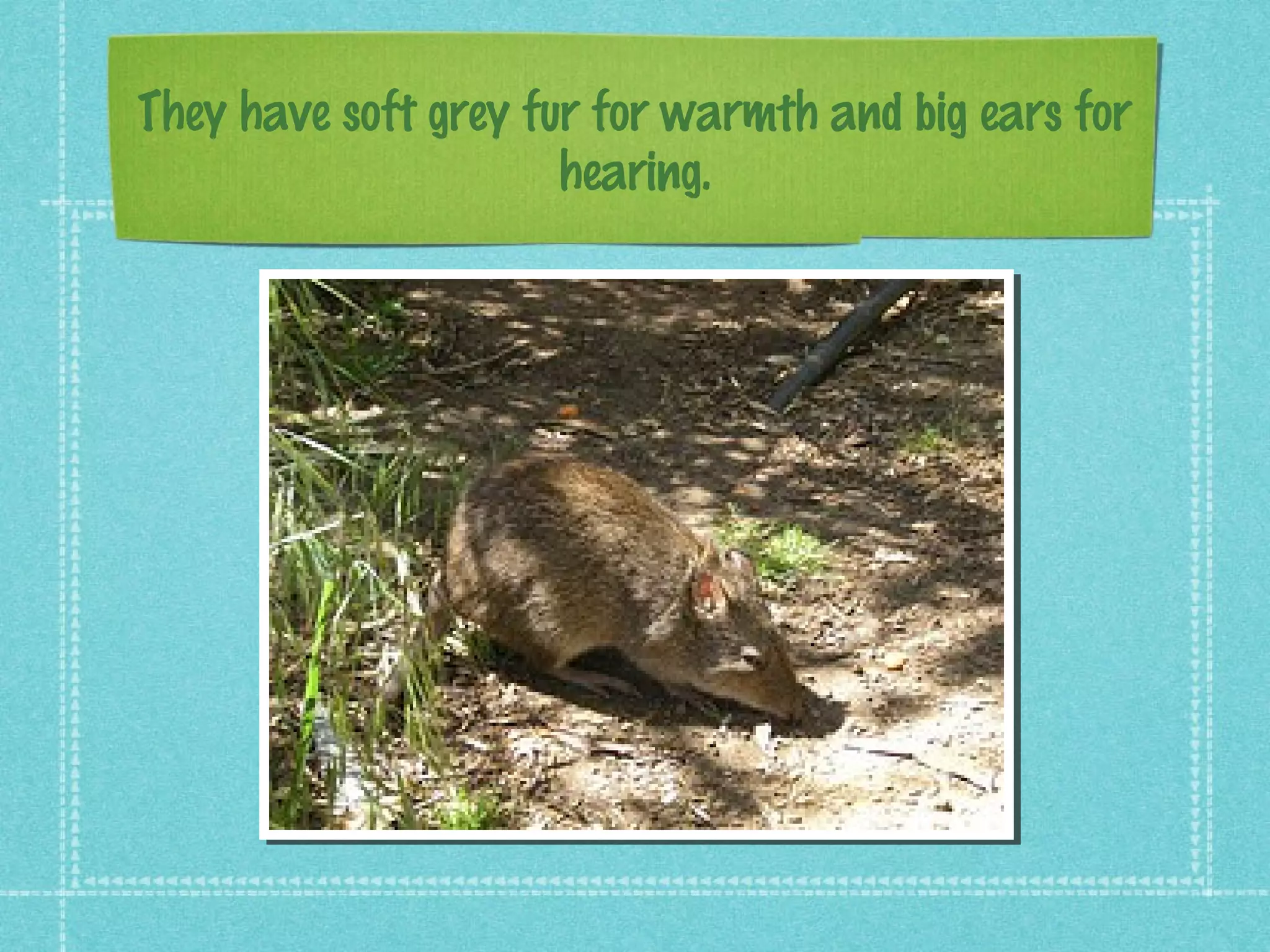 They have soft grey fur for warmth and big ears for
hearing.
 