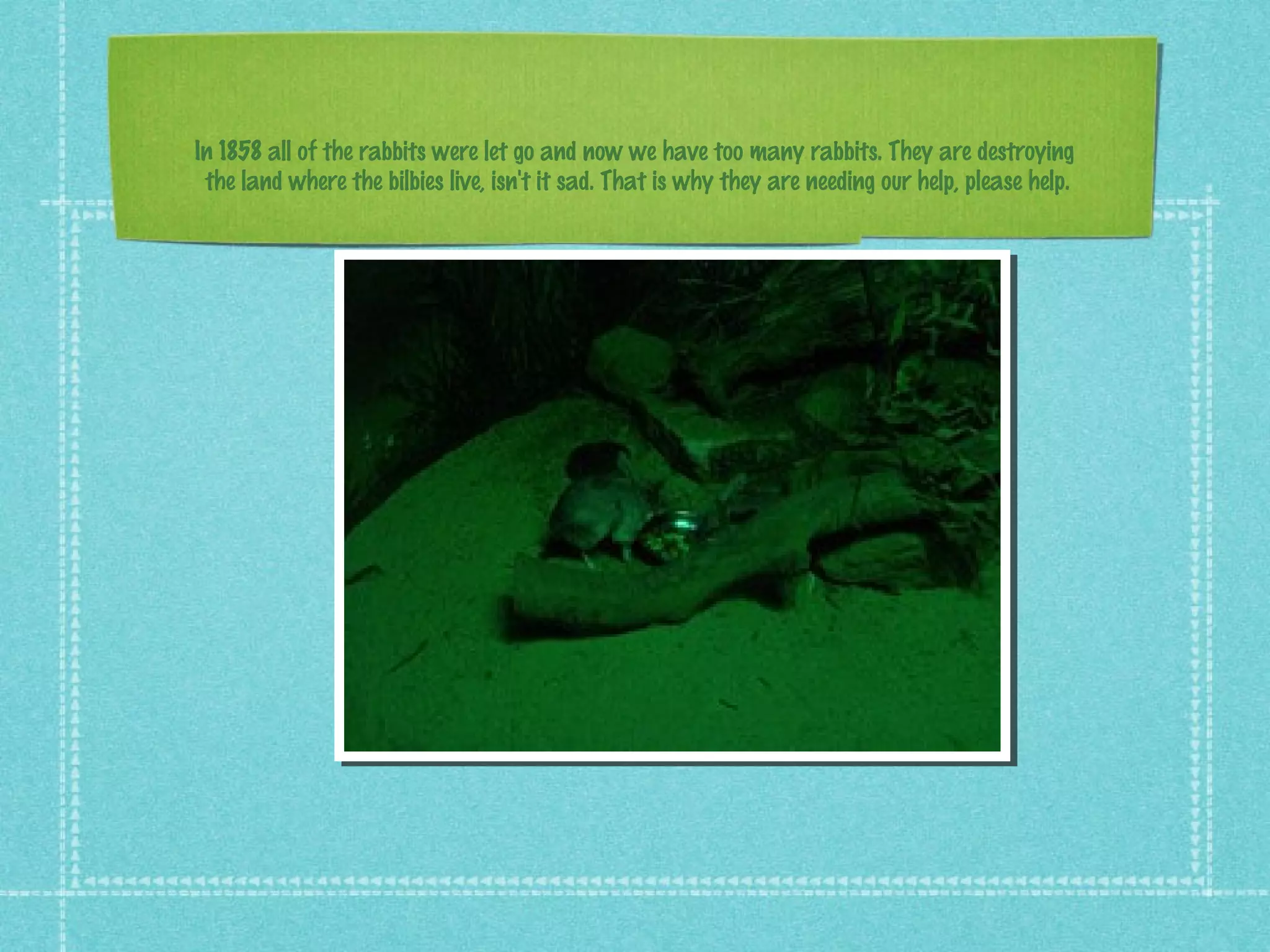 In 1858 all of the rabbits were let go and now we have too many rabbits. They are destroying
the land where the bilbies live, isn't it sad. That is why they are needing our help, please help.
 