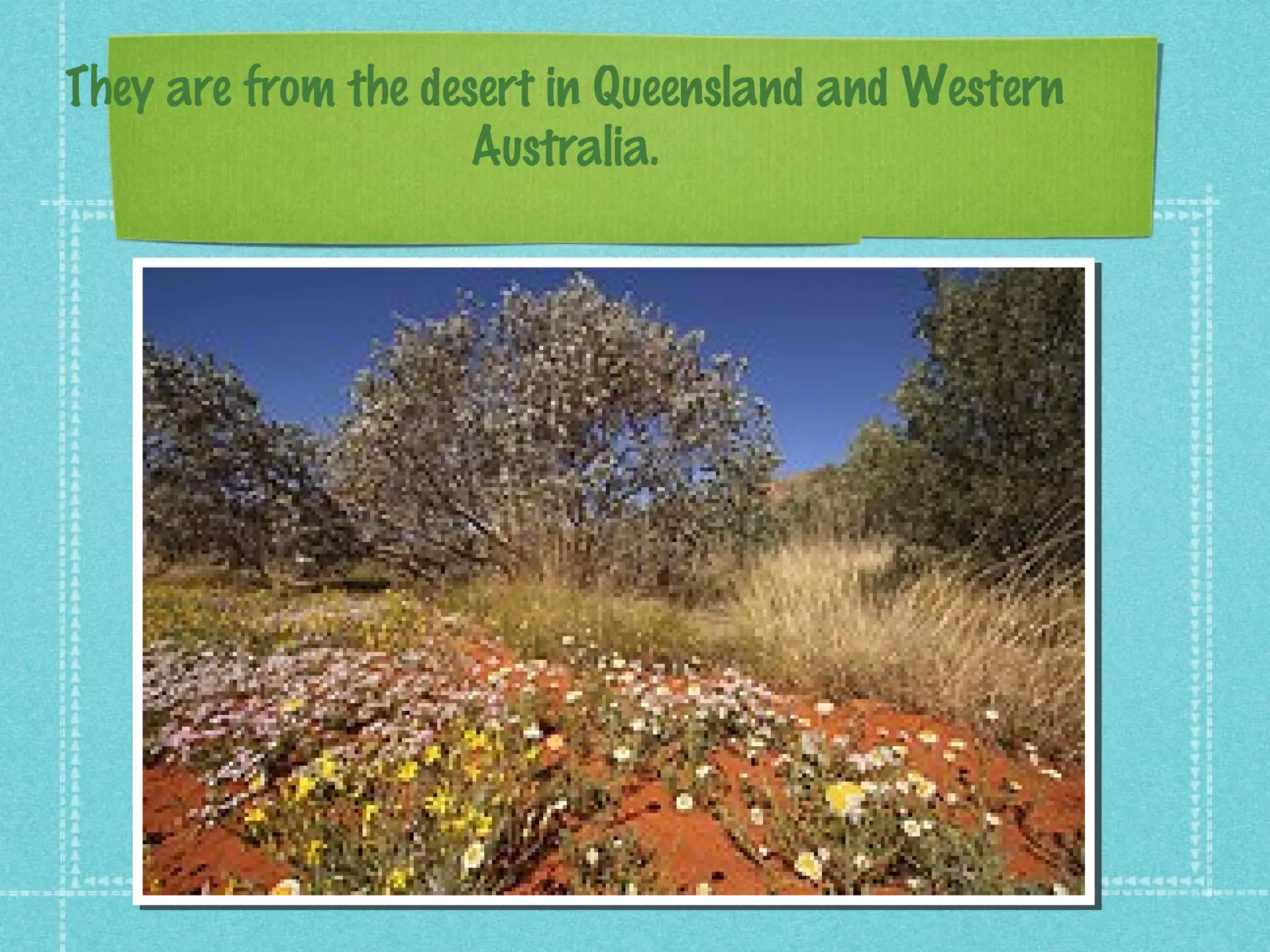 They are from the desert in Queensland and Western
Australia.
 