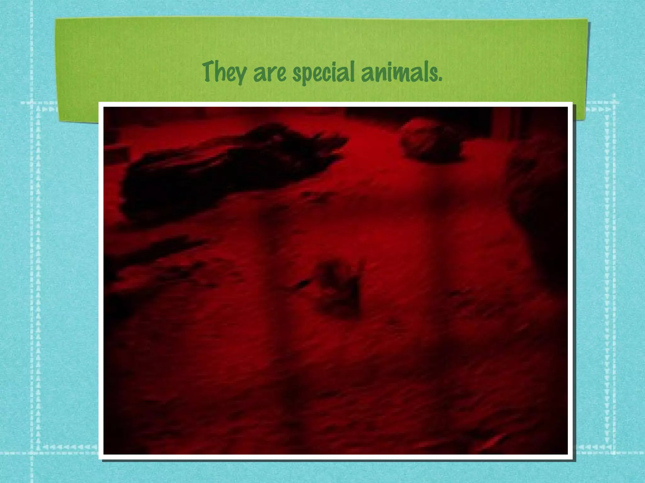 They are special animals.
 