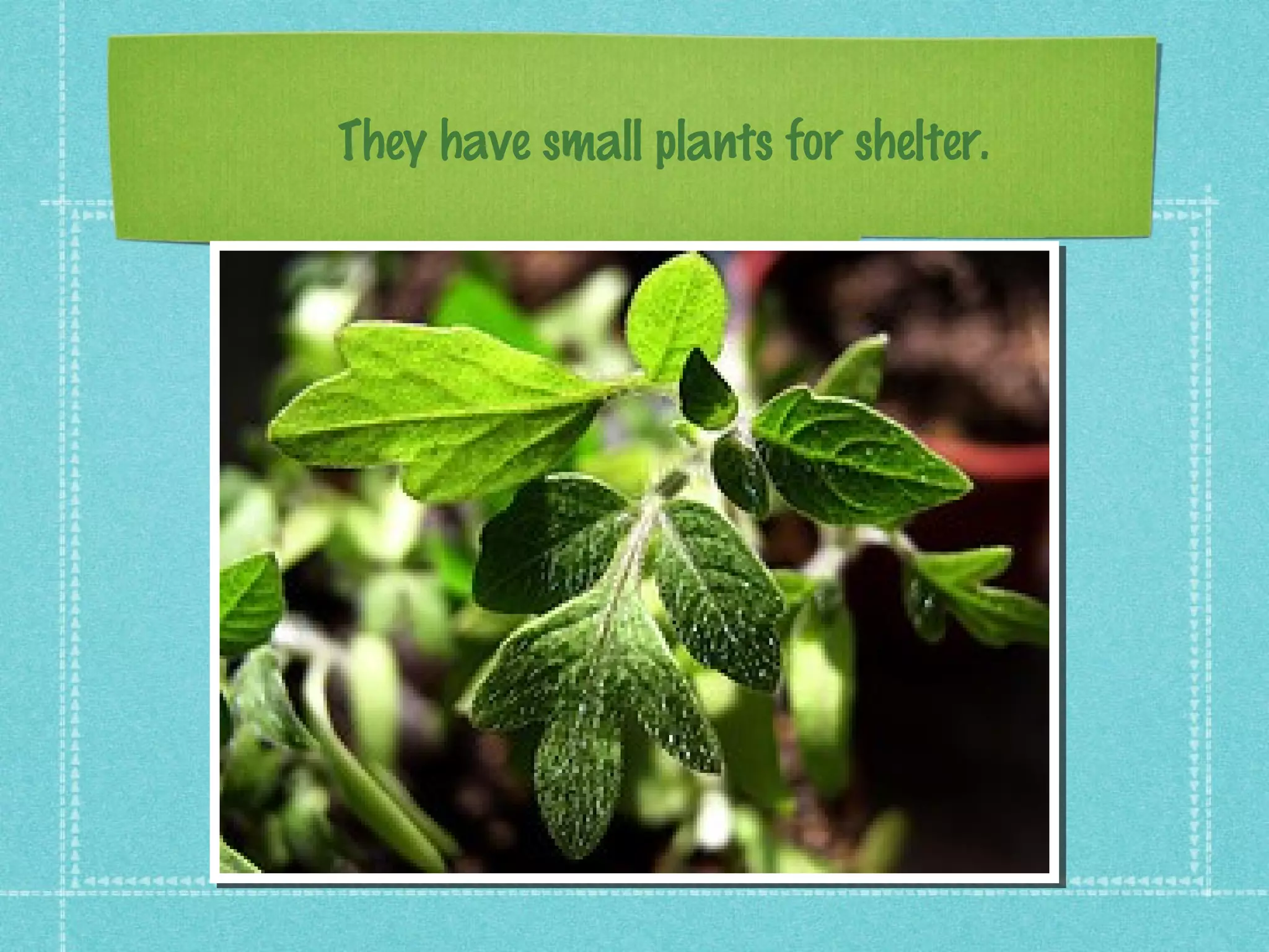 They have small plants for shelter.
 