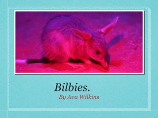 Bilbies.
By Ava Wilkins
 