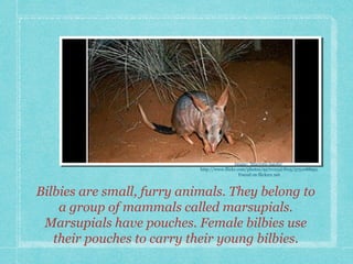 Bilbies are small, furry animals. They belong to
a group of mammals called marsupials.
Marsupials have pouches. Female bilbies use
their pouches to carry their young bilbies.
Image: 'Macrotis lagotis'
http://www.flickr.com/photos/9570125@N05/3751088951
Found on flickrcc.net
 