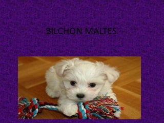 BILCHON MALTES
 