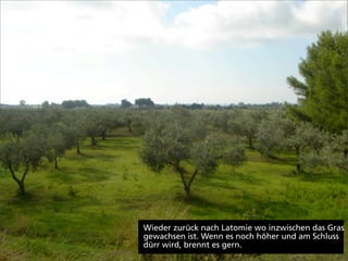Wieder zurück nach Latomie wo inzwischen das Gras
gewachsen ist. Wenn es noch höher und am Schluss
dürr wird, brennt es gern.
 