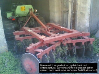 Darum wird es geschnitten, gehächselt und
untergepflügt. Wir wirtschaften biologisch (aber
müssen noch zwei Jahre auf unser Zertifikat warten).
 