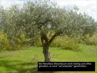 Der Nocellara Olivenbaum wird niedrig und offen
gehalten, er wird “ad ombrello” geschnitten .
 
