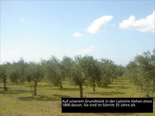 Auf unserem Grundstück in der Latomie stehen etwa
1800 davon. Sie sind im Schnitt 35 Jahre alt.
 