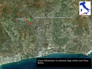 Unser Olivenhain in Latomie liegt rechts vom Fluss
Belice.
 