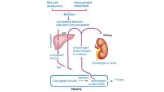 Bile Components Bile.pptx