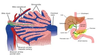 Bile Components Bile.pptx