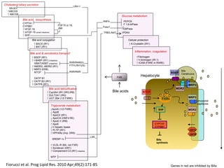 Bile acids, microbiota and nuclear receptors | PPTX