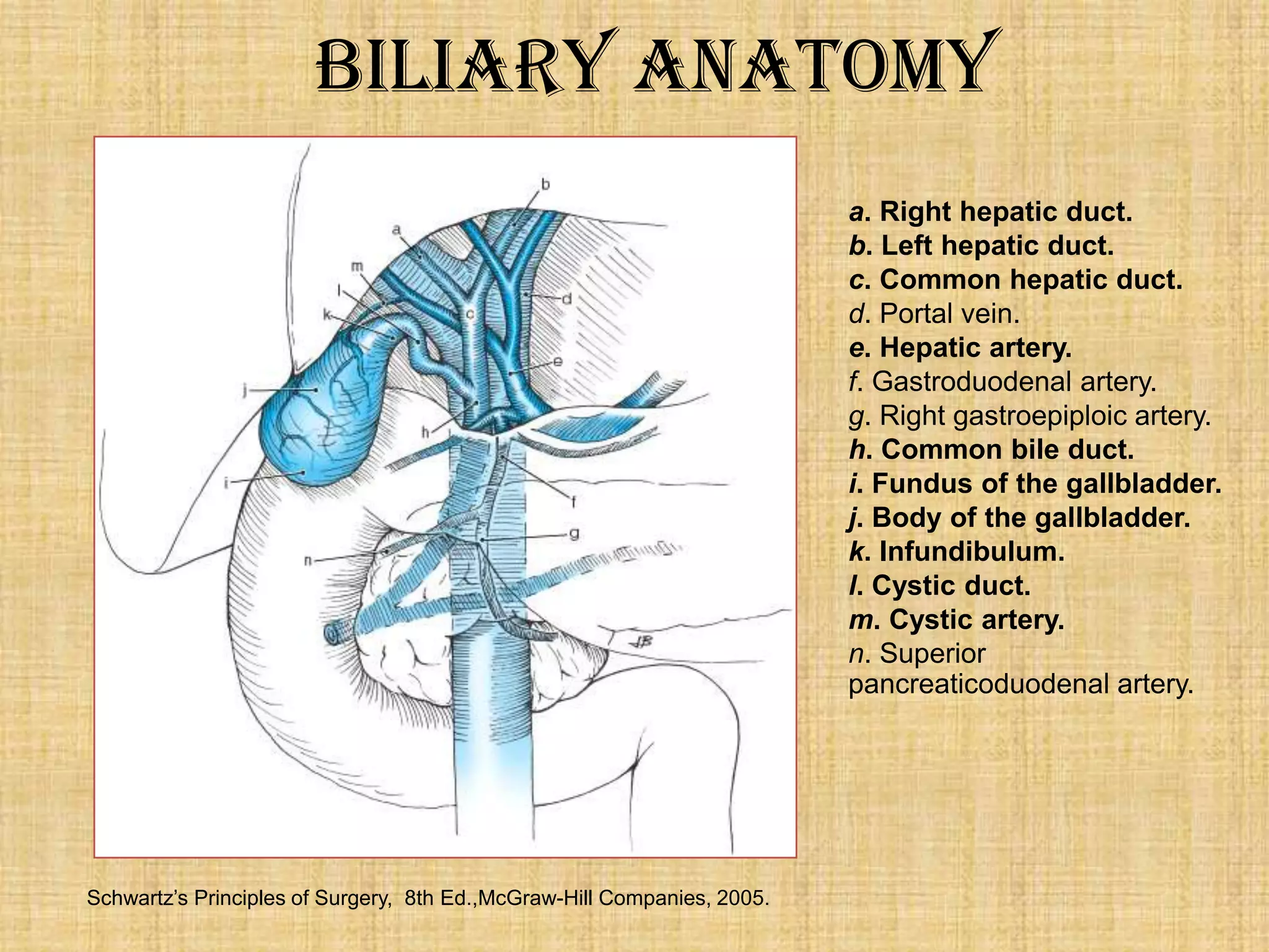 Biliary Anatomy
a. Right hepatic duct.
b. Left hepatic duct.
c. Common hepatic duct.
d. Portal vein.
e. Hepatic artery.
f. Gastroduodenal artery.
g. Right gastroepiploic artery.
h. Common bile duct.
i. Fundus of the gallbladder.
j. Body of the gallbladder.
k. Infundibulum.
l. Cystic duct.
m. Cystic artery.
n. Superior
pancreaticoduodenal artery.

Schwartz‟s Principles of Surgery, 8th Ed.,McGraw-Hill Companies, 2005.

 