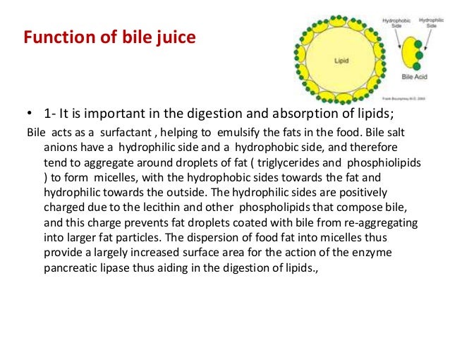 Bile juice