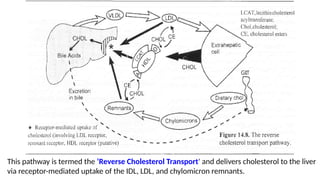 Bile Synthesis, Cholesterol and Lipoprotein metabolism MAA 2025.pptx