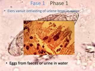 Bilharzia is ook bekend as schistosomasis