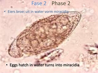 Die siekte kom voor in vars water