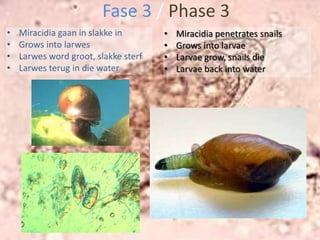  Meer as 200 miljoen mense wêreldwyd besmet.Theodor Bilharz, a German pathologist identified the parasite in Egypt in 1851Bilharzia is also known as SchistosomiasisThe disease presents itself in fresh waterMore than 200 million people are infected worldwide.